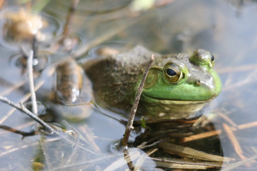 Green Frog 