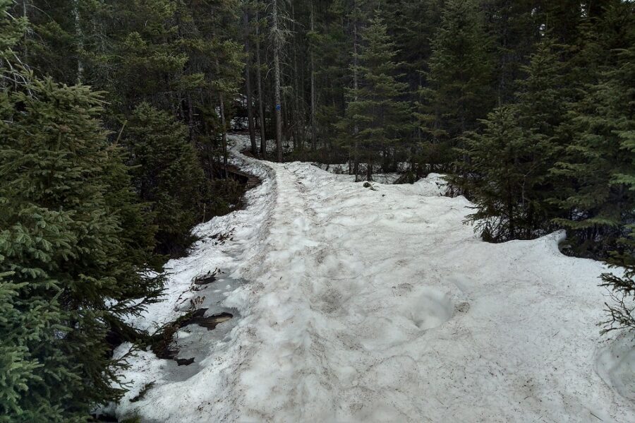 Snow-covered trail at Algonquin in the spring.