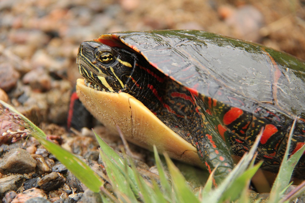 Midland Painted Turtle