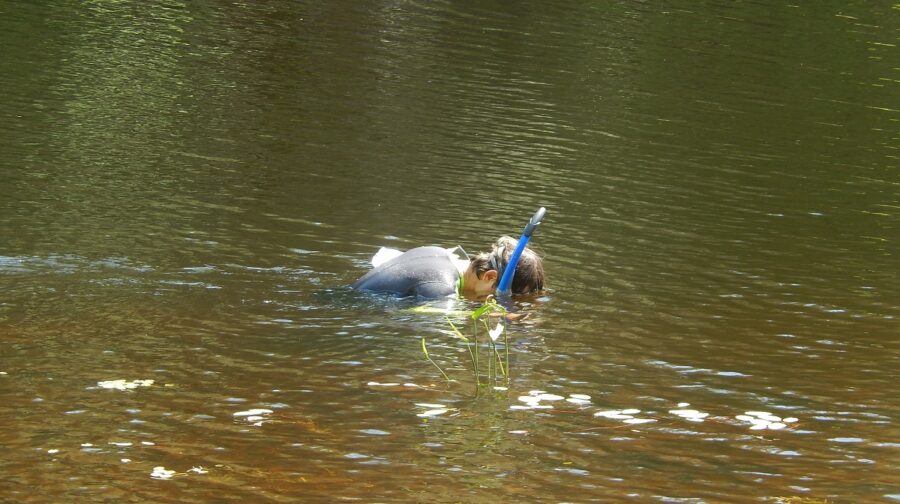 snorkler in water