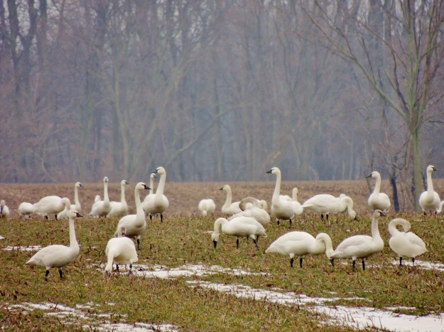 tundra swans