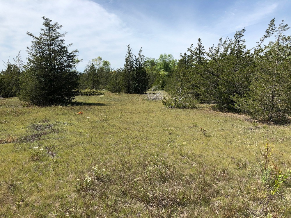 A grass field leading to a treed area with evergreens