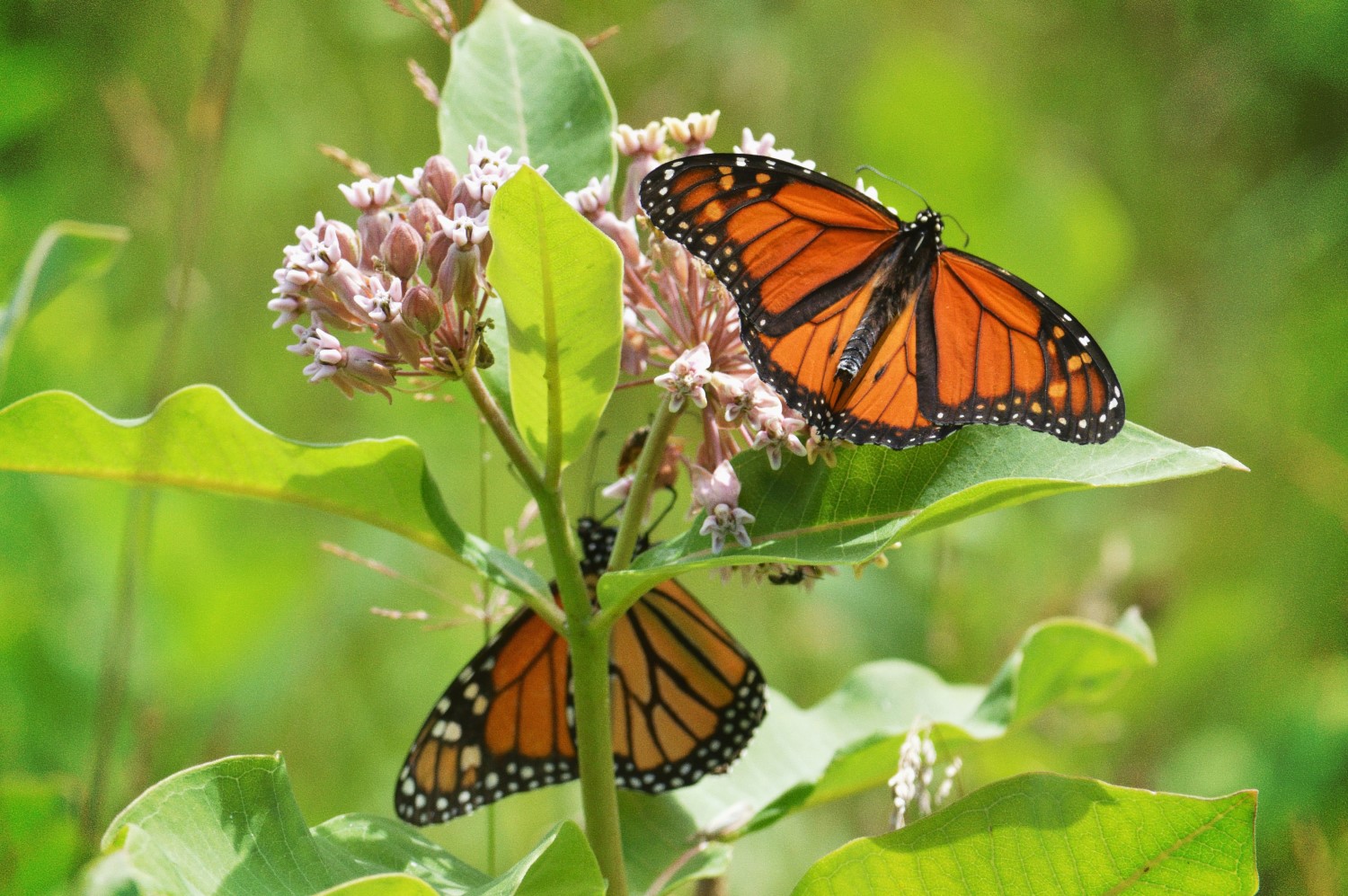 Two monarch butterflies perched on a flowering milkweed plant