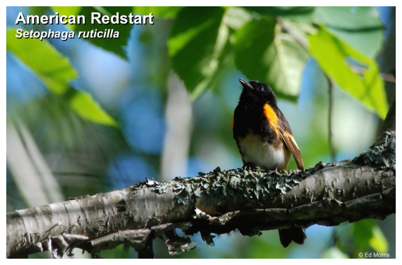 American Redstart.