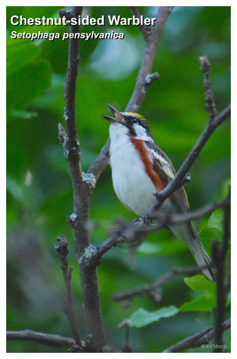 Chestnut-sided Warbler.