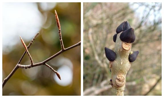 Trees budding collage