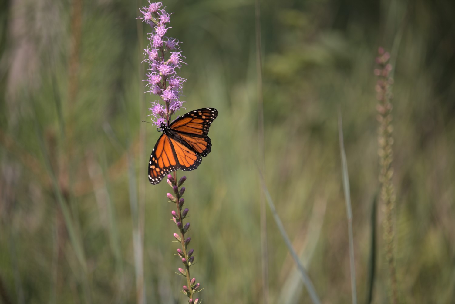 A monarch butterfly perched on a long purple flower stem in a field