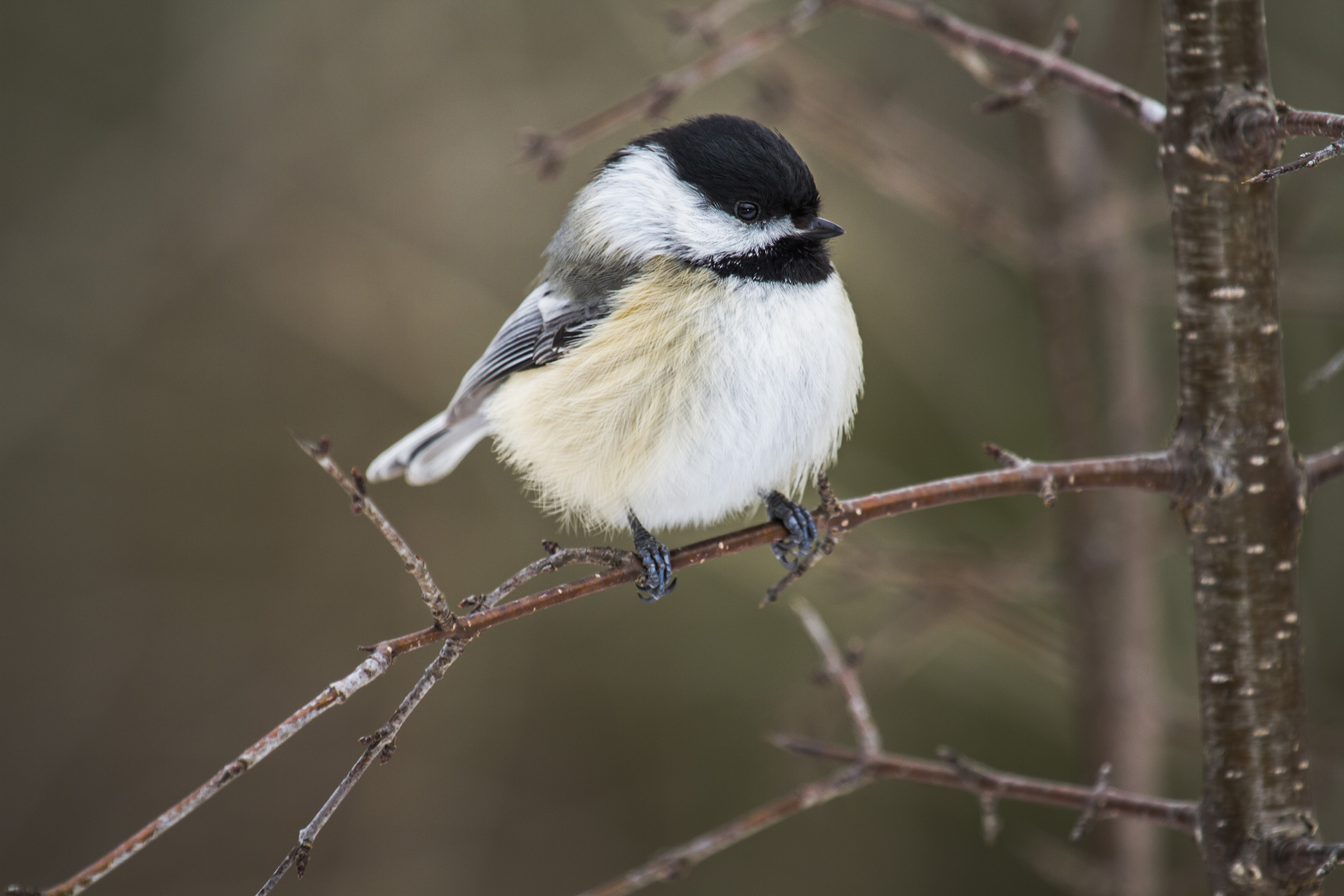 chickadee