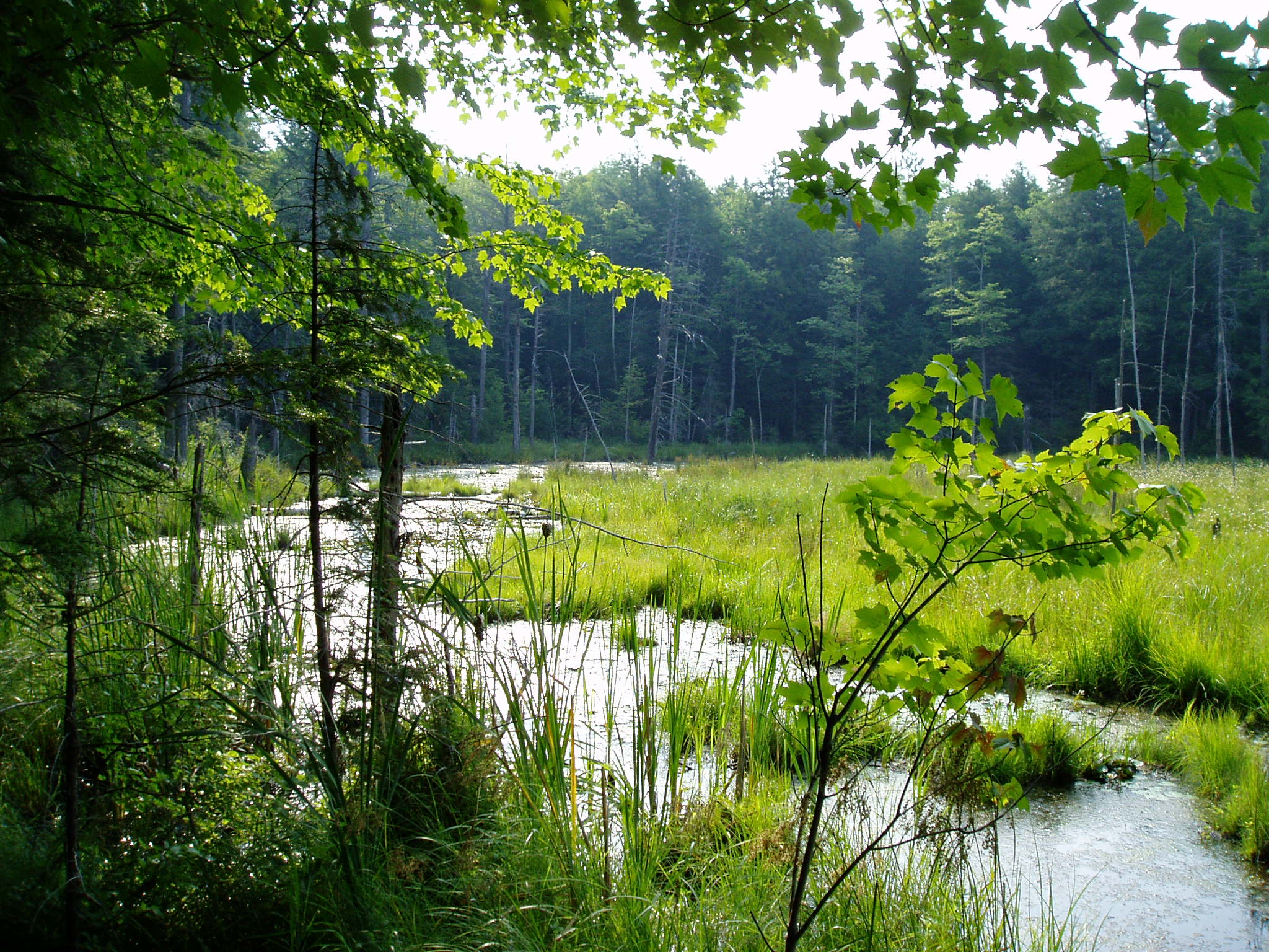 spring wetland