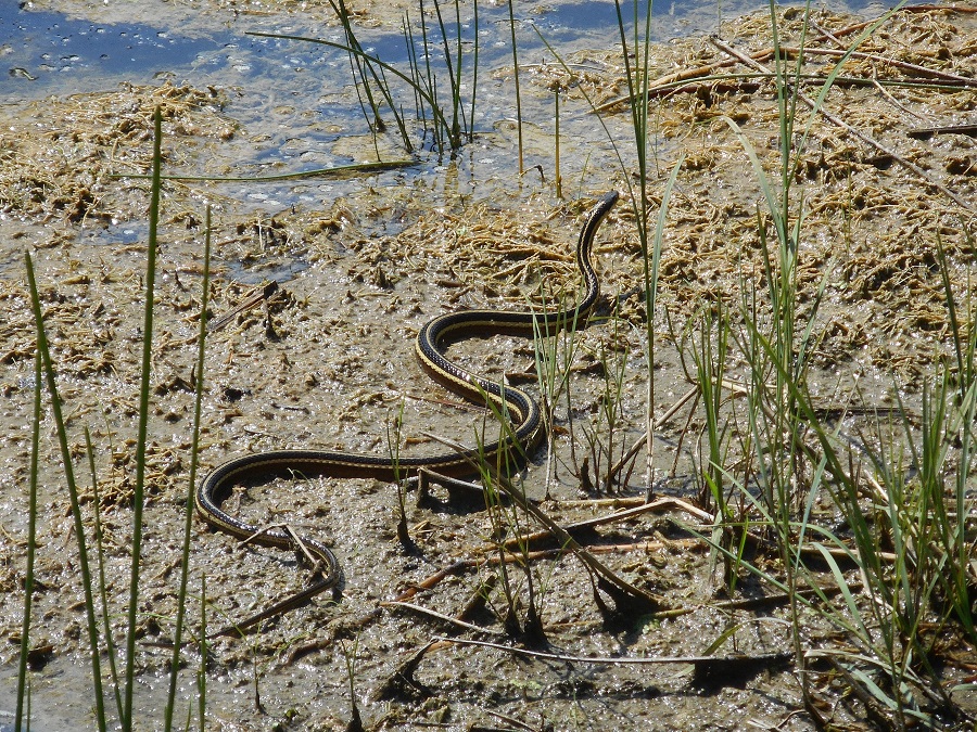 A ribbonsnake beside a wetland.