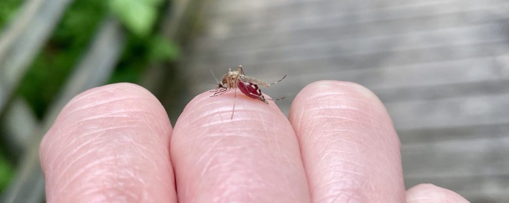 mosquito on person's knuckle
