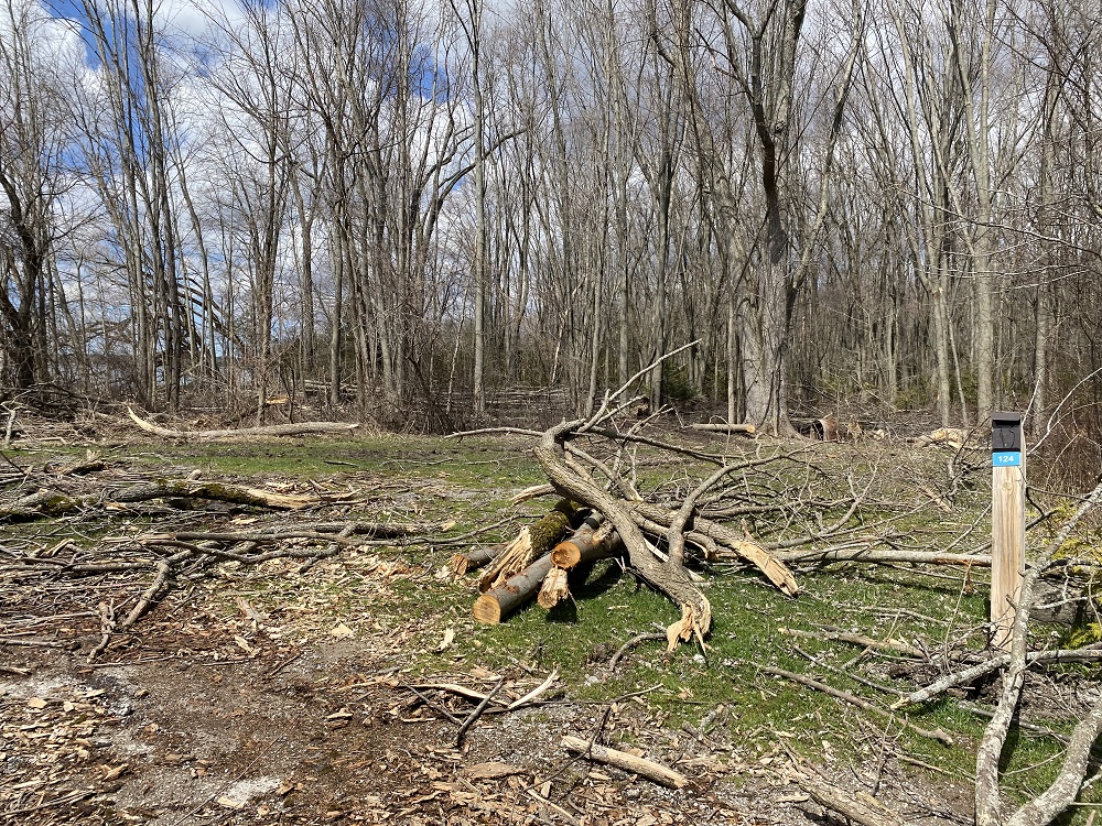 downed trees on campsite