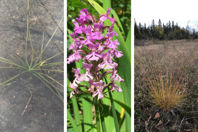 collage of plants