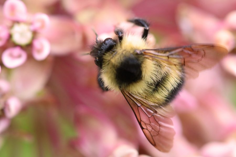 Close up of a bee, pollinating a milk weed flower