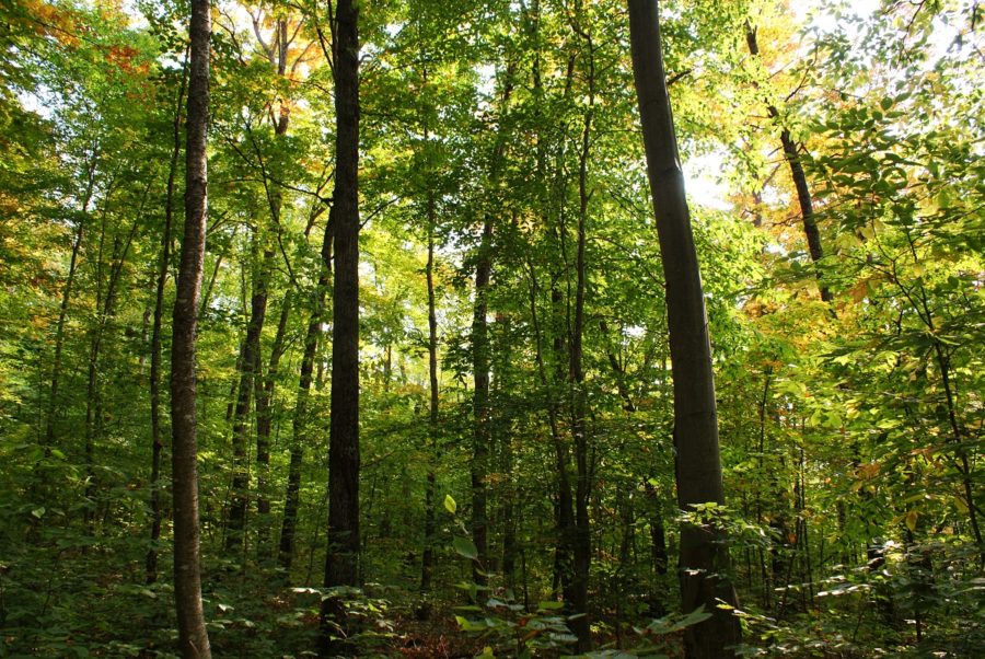 Forest-scape, late summer/early fall, deciduous trees