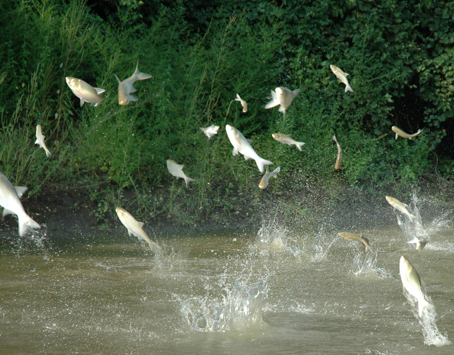 Asian Carp jumping