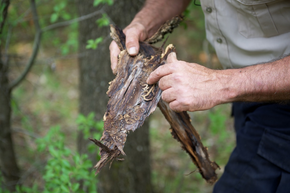 Emerald Ash Borer tracks