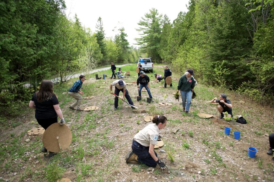 people with shovels, digging holes and planting small seedlings