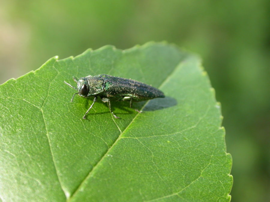 Small, green, fly-like bug on a green leaf