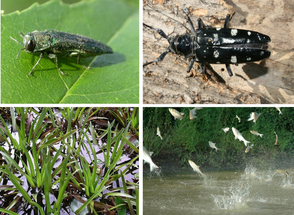 collage of invasive species