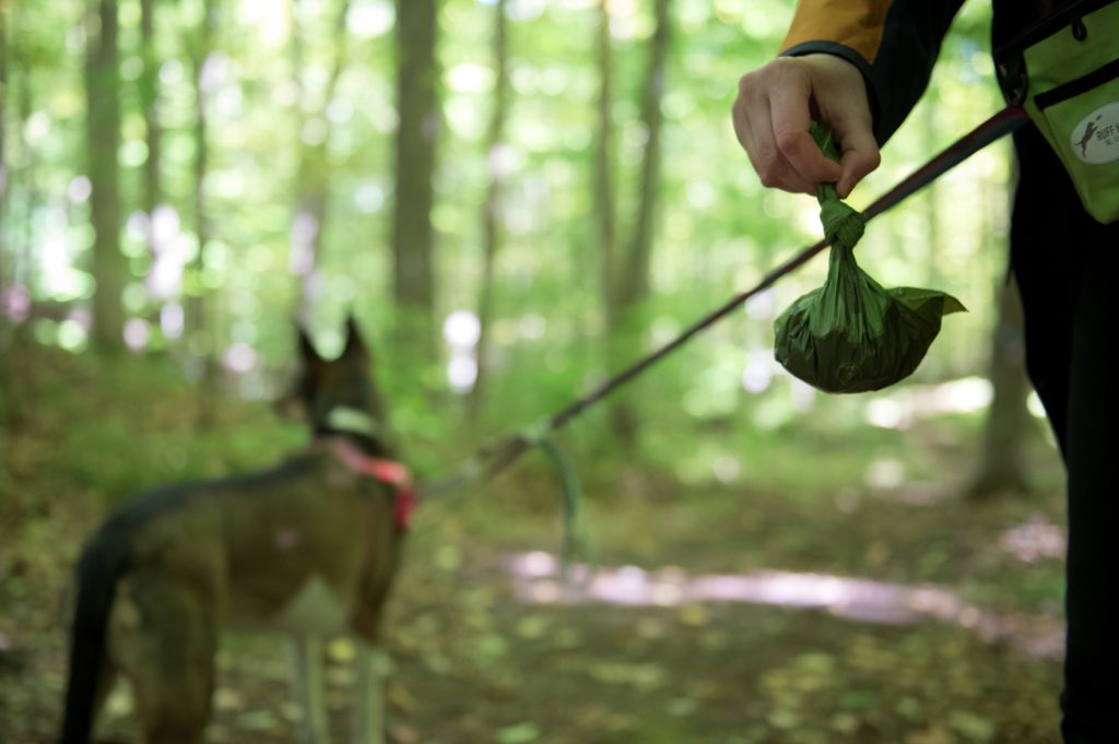 Person holding dog waste with dog and forest in background