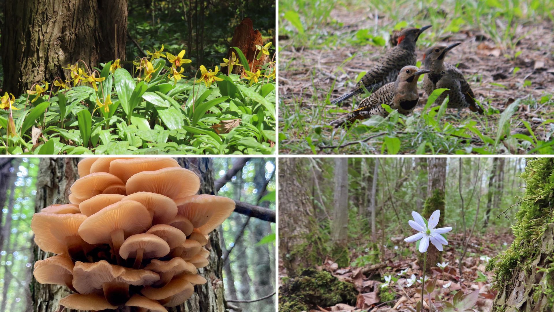 collage of lilies, birds, fungi on tree, hepatica