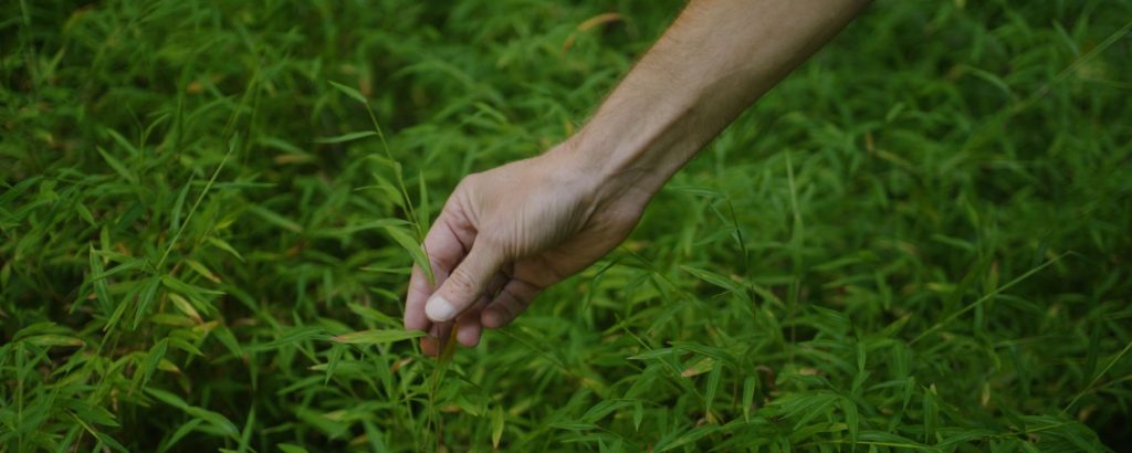 person holding blade of Japanese stiltgrass