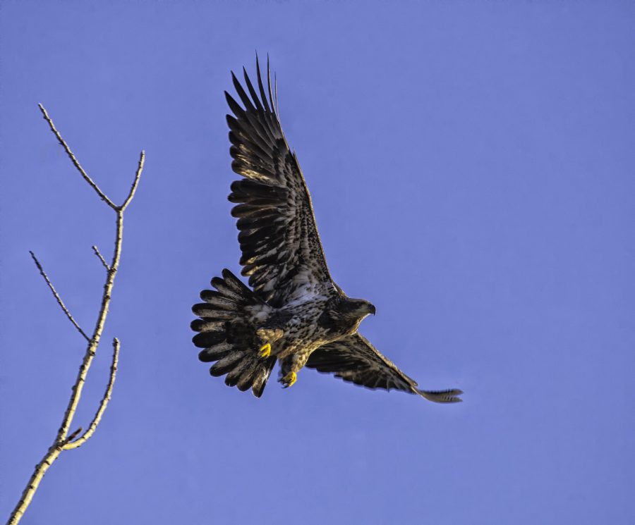 young bald eagle