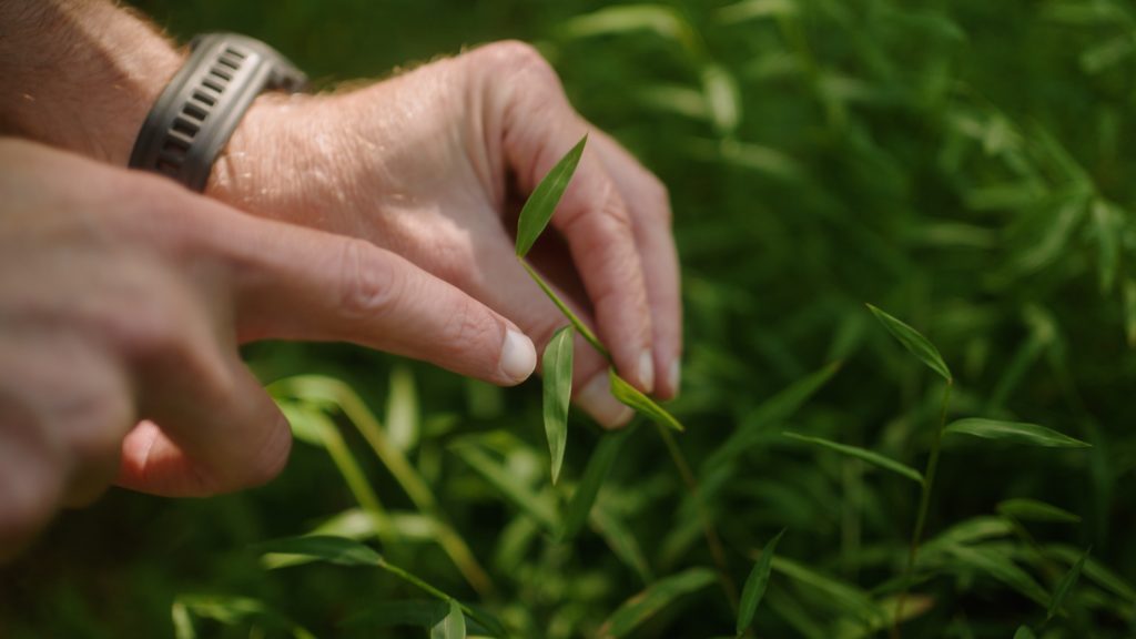 close-up of Japanese Stiltgrass