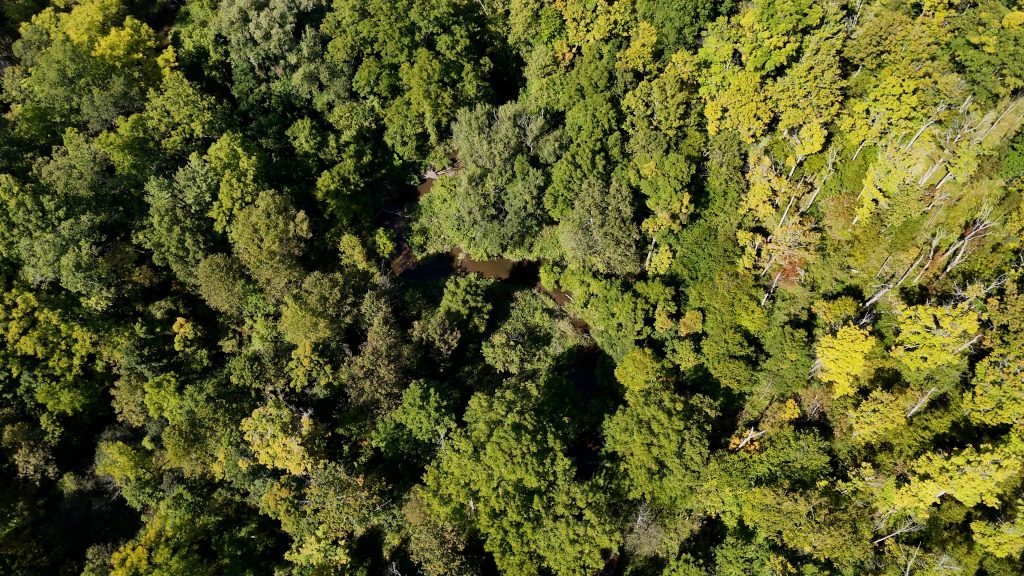 aerial view of forest