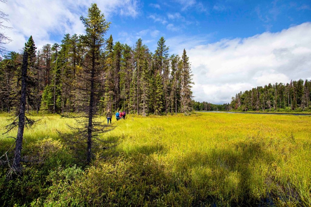 hikers on trail through meadow