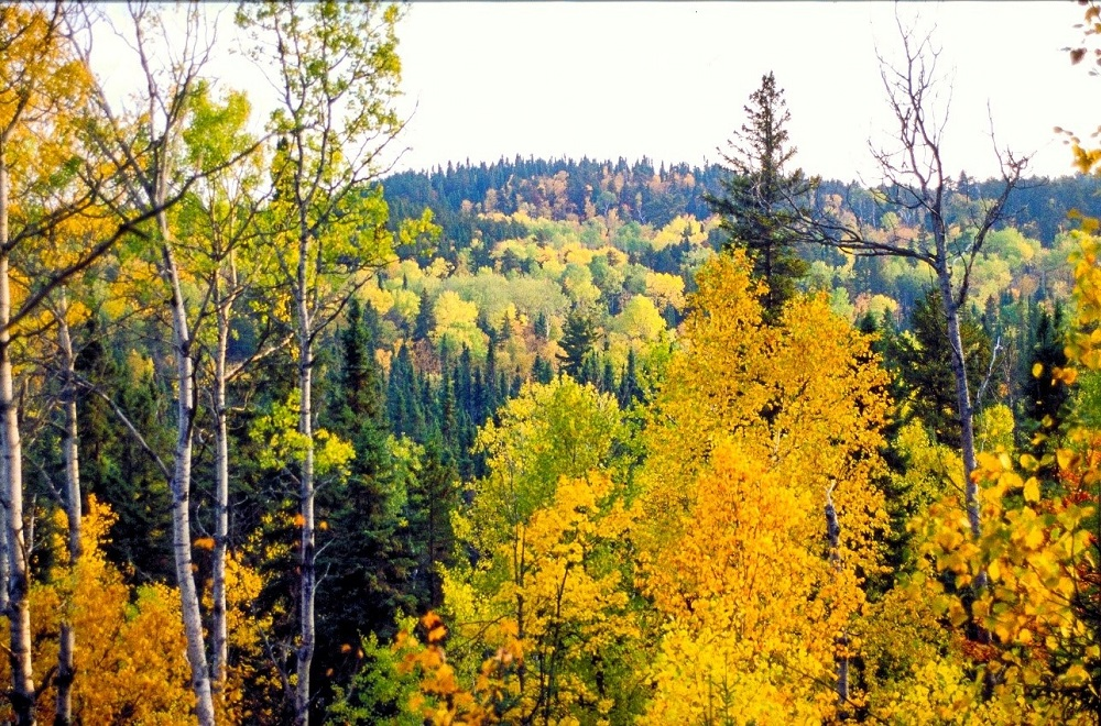 boreal forest with fall colours