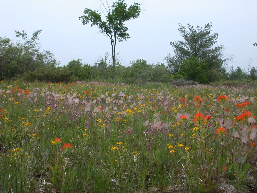 wildflowers