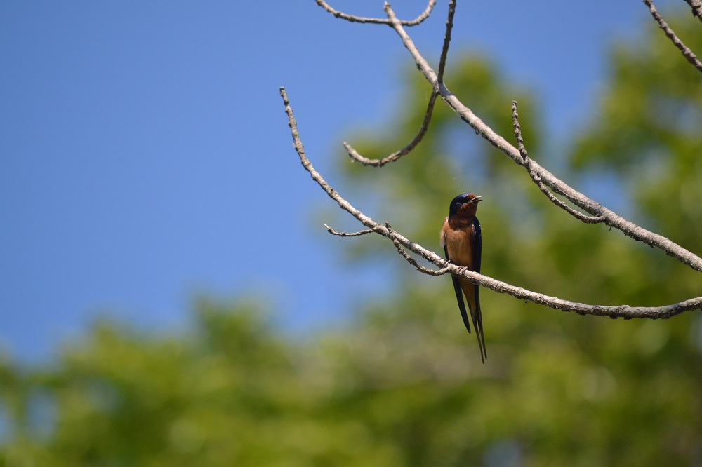 barn swallow