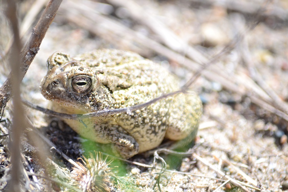 fowlers toad