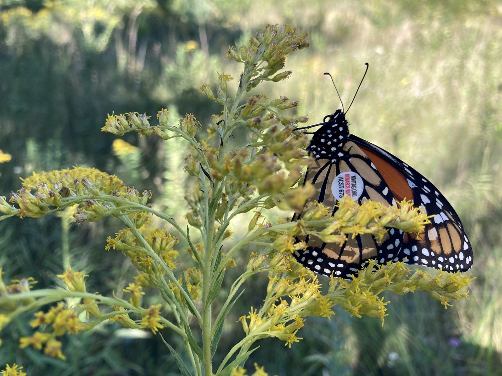 tagged butterfly