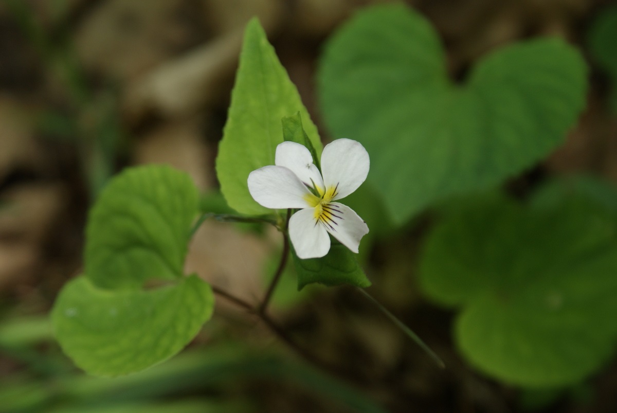 white blossom with green leaves