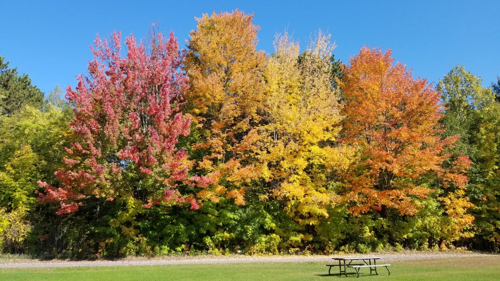 picnic table in fall