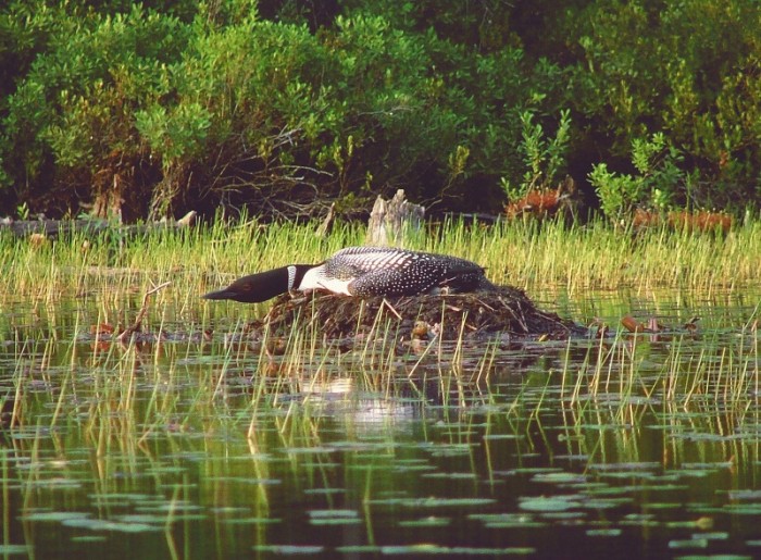 loon sitting in the reeds