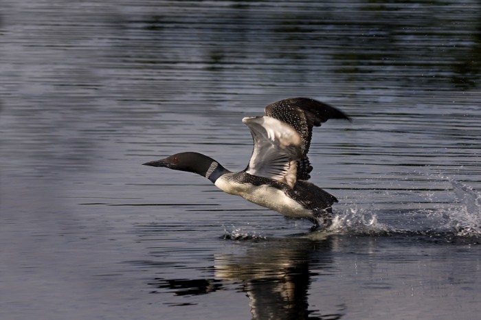 Loon taking flight