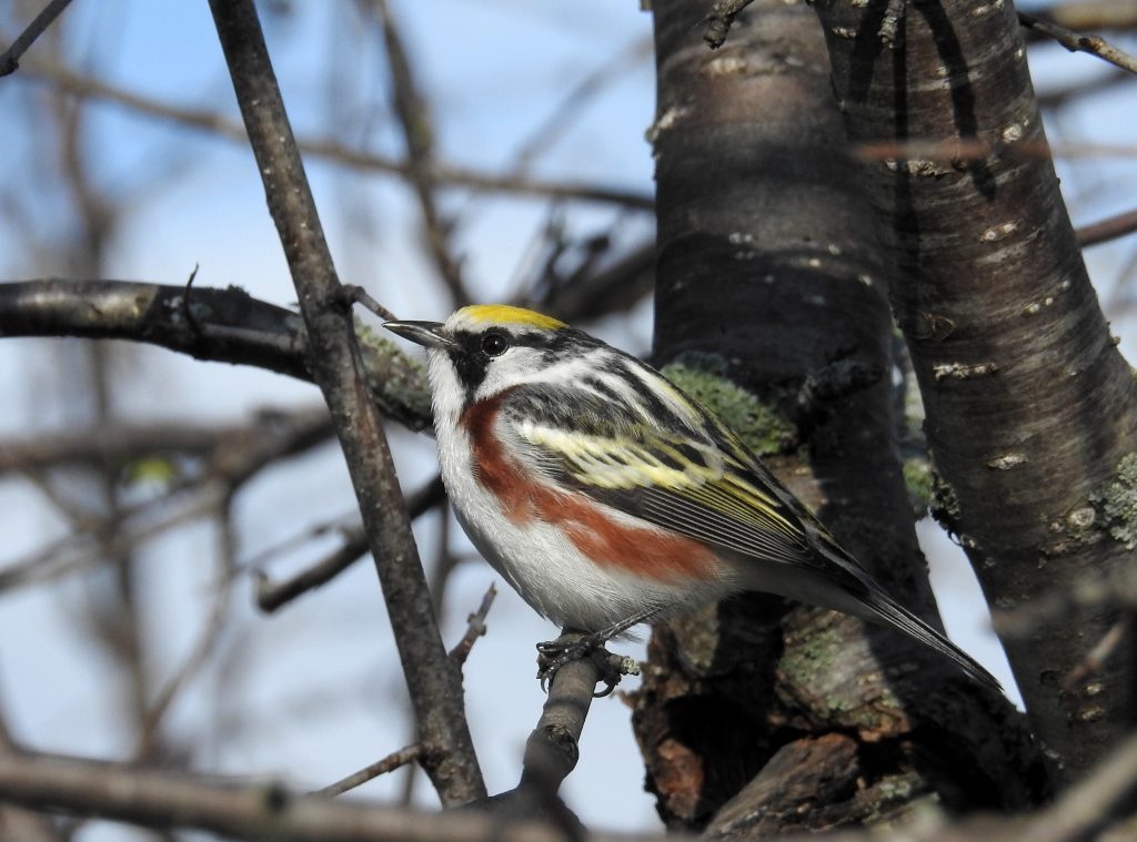 chestnut-sided warbler