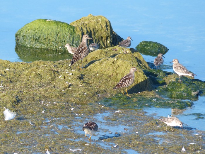 shorebirds