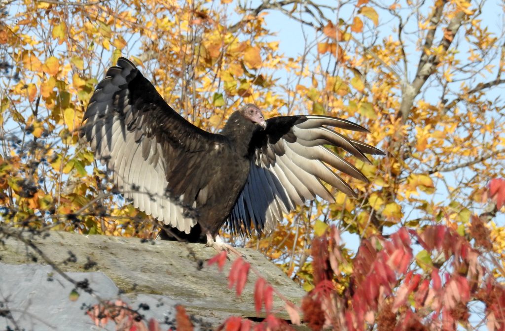 turkey vulture