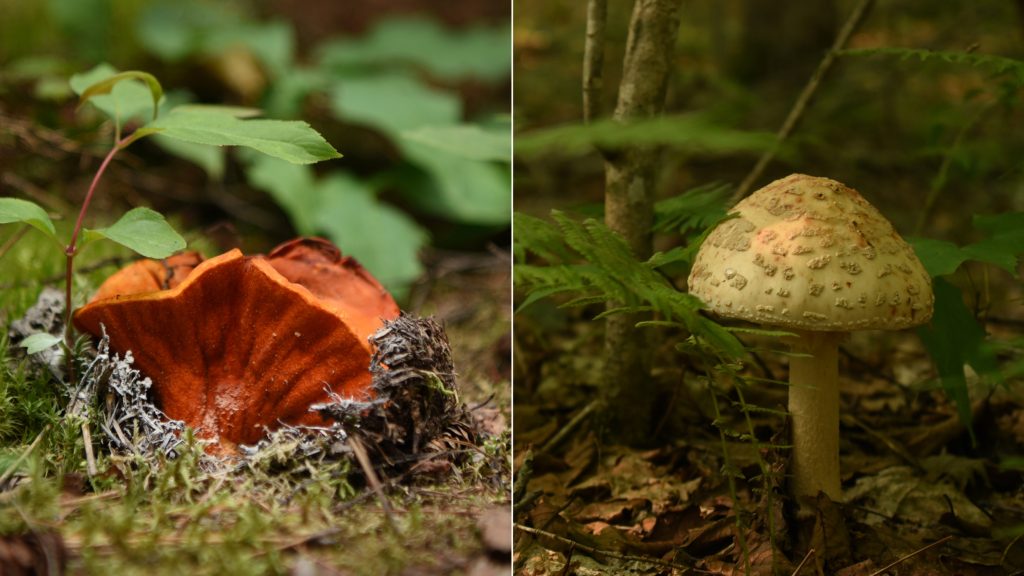 Left: Lobster Mushroom on forest floor surrounded by moss, right: Yellow American Blusher on forest floor