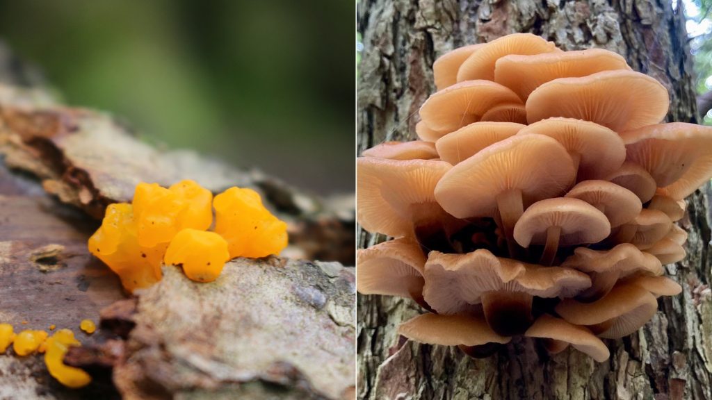 Left: Orange Jelly Fungus on bark, right: Velvet Shank on tree trunk