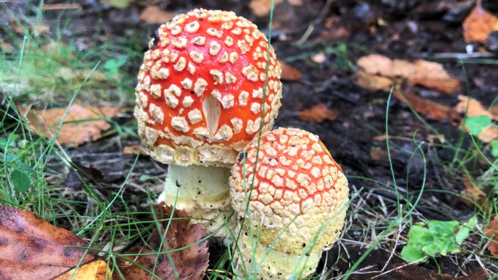 Fly Agaric mushrooms in forest