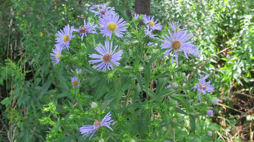 purple aster