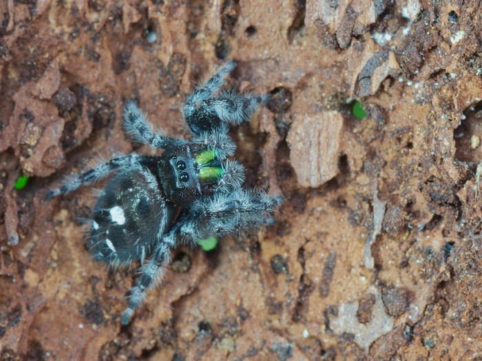 Bold Jumping spider (John Reaume)