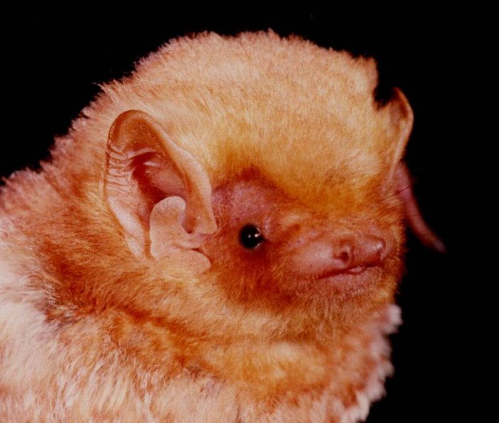 Eastern Red Bat