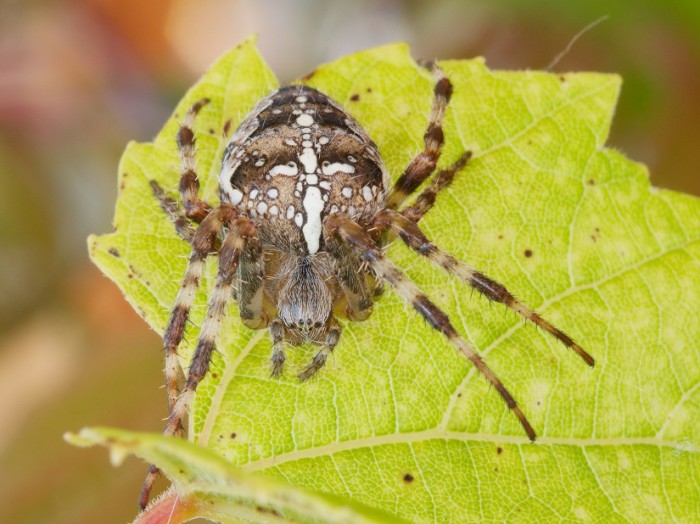 Garden cross orbweaver (John Reaume)